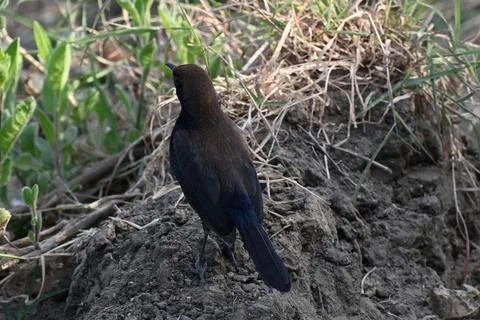An Indian Robin Stock Photos