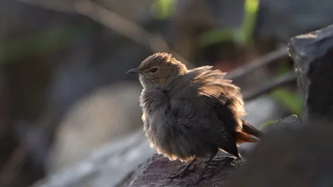 Indian robin preening feather Video stock 258024493