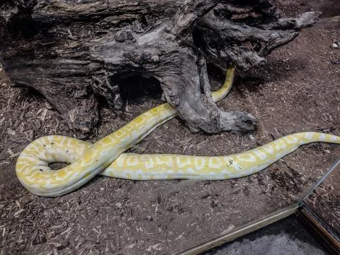 Indian rock python. Big yellow snake 写真素材