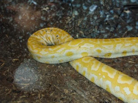 Indian rock python. Big yellow snake Stock Photos