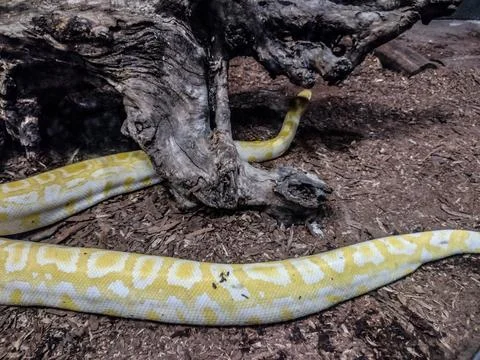 Indian rock python. Big yellow snake Stock Photos