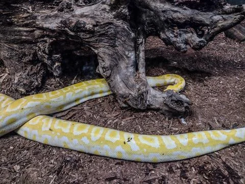 Indian rock python. Big yellow snake Stock Photos
