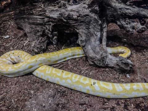 Indian rock python. Big yellow snake Photos