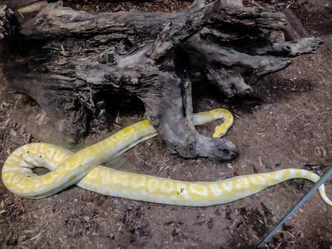Indian rock python. Big yellow snake 库存照片