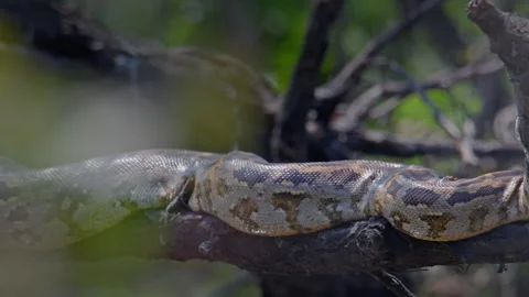 Indian Rock Python Camouflaged on Tree Branch Vídeos de archivo 331572987