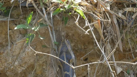 Indian rock python; climbing a river bank; Khao Yai, Thailand. Video stock 129007143