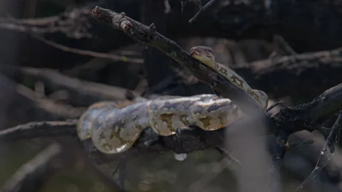 Indian Rock Python Coiled on Tree Branch Vídeos de archivo 331571735