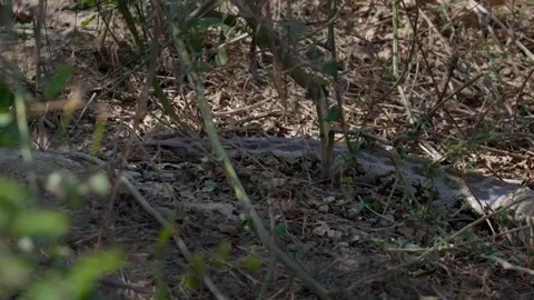 Indian Rock Python Crawling into Shelter 動画素材 331987383