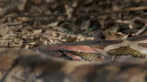 Indian Rock Python Face Macro Wildlife Shot Stock Footage 331572582