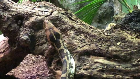 Indian Rock Python Flicking Tongue 스톡 동영상 98088953