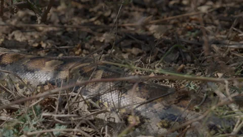 Indian Rock Python in Forest Underbrush Stock Footage 331762293