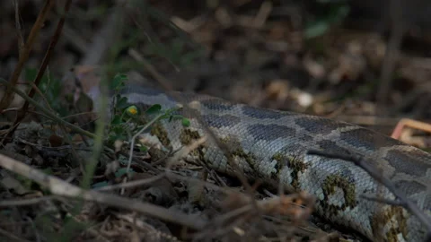 Indian Rock Python Head Close Up with Tongue Flicking Stock Footage 331571467