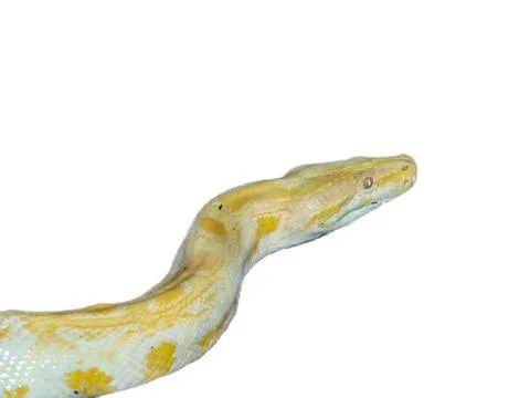 Indian rock python isolated on white background Fotos de archivo