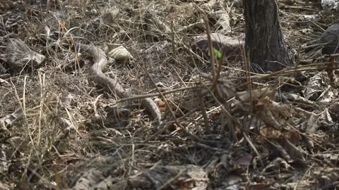 Indian Rock Python, Python molurus, Python, snake, reptile, Panna Tiger Stock Footage 262706011