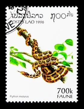 Indian Rock Python (Python molurus), Fauna serie, circa 1996 写真素材