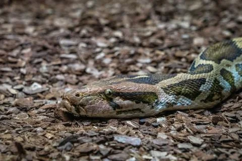 Indian rock python (Python molurus molurus) in zoo Barcelona 写真素材