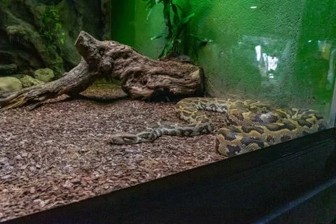 Indian rock python (Python molurus molurus) in zoo Barcelona Stock Photos