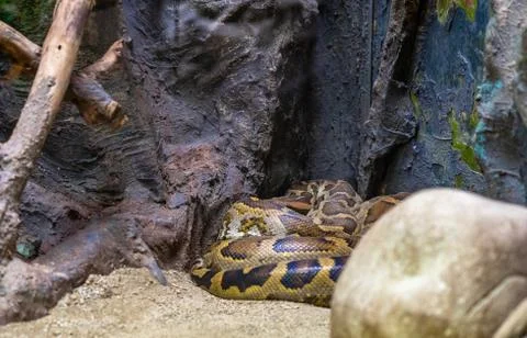 Indian rock python (Python molurus molurus) in zoo Barcelona Foto stock