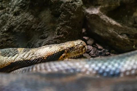 Indian rock python (Python molurus molurus) in zoo Barcelona Foto stock