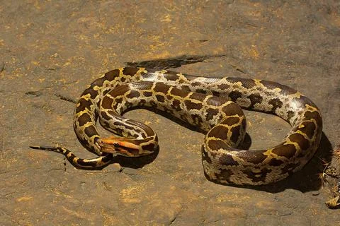 Indian rock python, Python molurus , Aarey Milk Colony , INDIA Indian rock... Photos