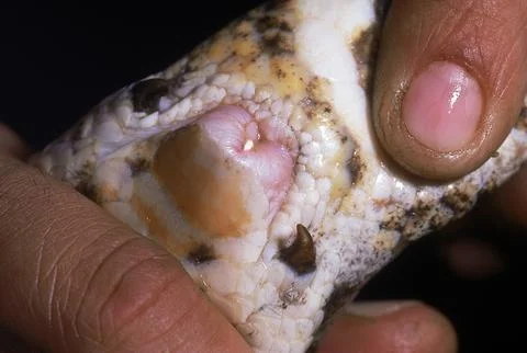 INDIAN ROCK PYTHON Python molurus molurus Vent of female showing spurs. 스톡 사진