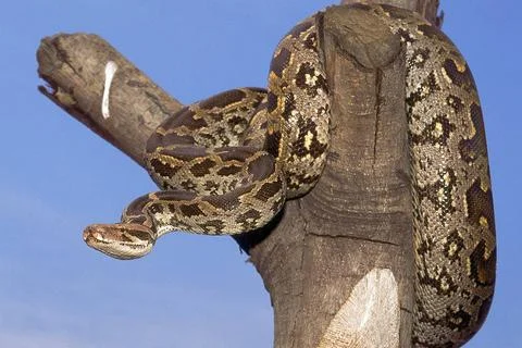 INDIAN ROCK PYTHON Python molurus molurus from Maharashtra, India. INDIAN ... 写真素材