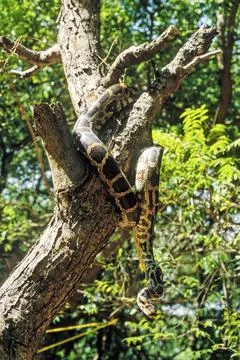 Indian Rock Python (Python molurus) captive, The Madras Crocodile Bank Trust and Stock Photos