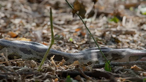 Indian Rock Python Resting in Dry Forest Grass Stock Footage 331761729
