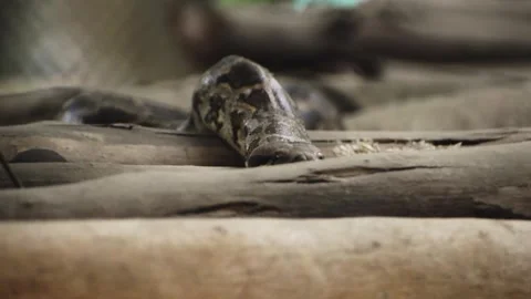An Indian rock python slithering over wooden trunks Vidéo 341347246