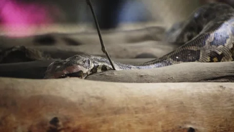 An Indian rock python slithering over wooden trunks Vidéo 341347365