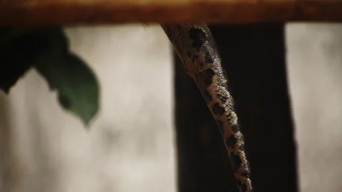 An Indian rock python slithering over wooden trunks Vidéo 341347453