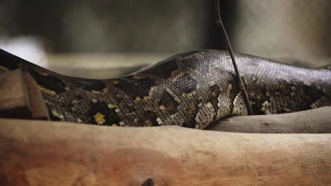 An Indian rock python slithering over wooden trunks Vidéo 341347527