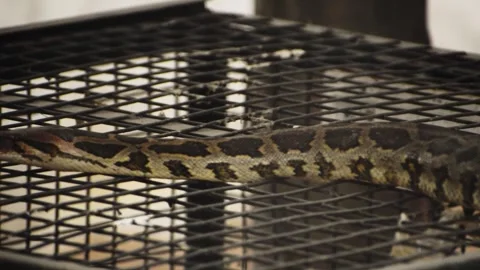 An Indian rock python slithering over wooden trunks Vidéo 341348204