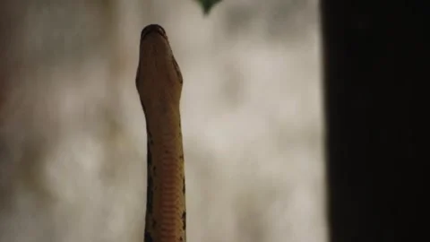 An Indian rock python slithering over wooden trunks Vidéo 341348337