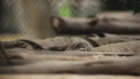 An Indian rock python slithering over wooden trunks Vidéo 341348409