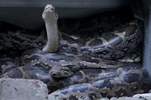 Indian rock python, snake in park Stock Photos