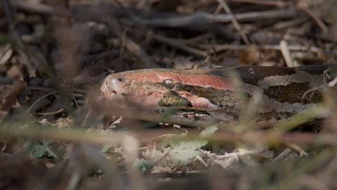 Indian Rock Python Wildlife Close Portrait Stock Footage 331762045