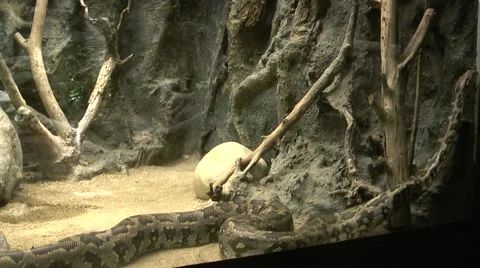 Indian Rock Python in Zoo habitat Stock-Footage 46598952