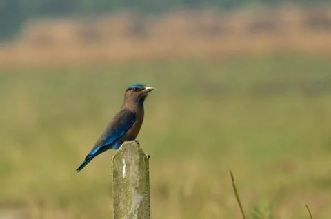 Indian rollar  in perch Stock Photos