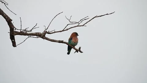 Indian roller against the evening sky in Tadoba national park Stock Footage 307296613