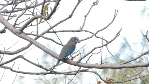 Indian roller bird on branch. Stock-Footage 100784520