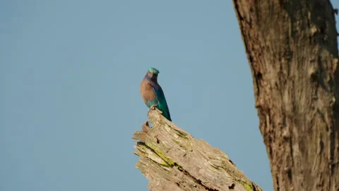 Indian Roller Bird Perched On Dry Tree Branch In Wild Stock Footage 339854361