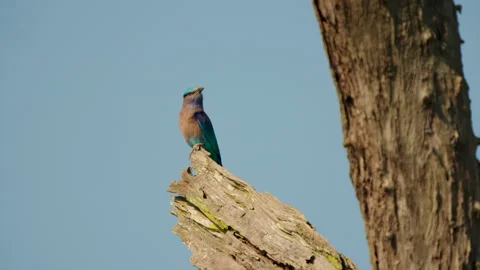 Indian Roller Bird Perched On Dry Tree Branch In India Stock Footage 340211891