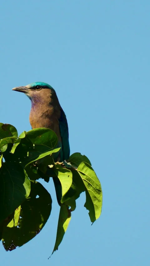 Indian Roller Bird Perched On Green Tree Branch In India Stock Footage 341916433