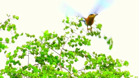Indian Roller bird perched on tree in Udawalawe national Park, Sri Lanka Stock-Footage 72932908
