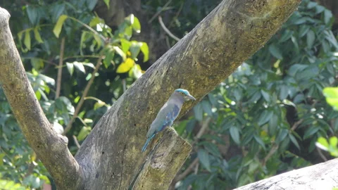 Indian Roller bird perching on tree. 動画素材 329342597