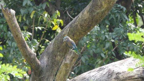 Indian Roller bird perching on tree. 库存影片 329342700