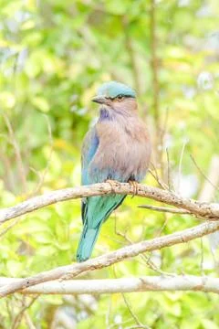 Indian Roller bird Stock Photos
