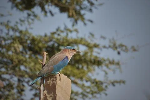 Indian Roller bird Stock Photos