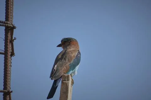 Indian Roller bird Stock Photos